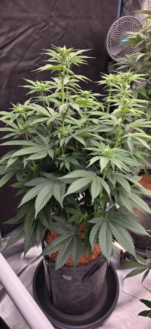Permanent Marker - Traphouse Genetics. Week 10