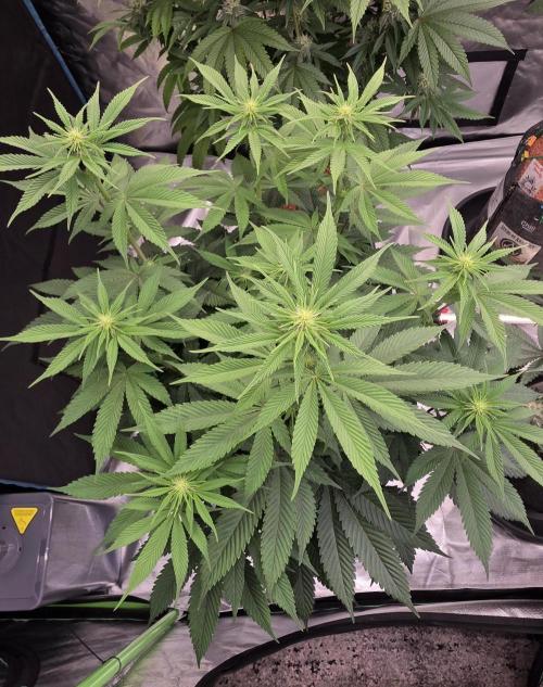Permanent Marker - Traphouse Genetics. Week 10