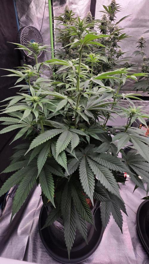 Permanent Marker - Traphouse Genetics. Week 10