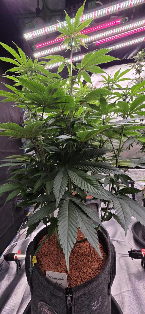 Permanent Marker - Traphouse Genetics. Week 10
