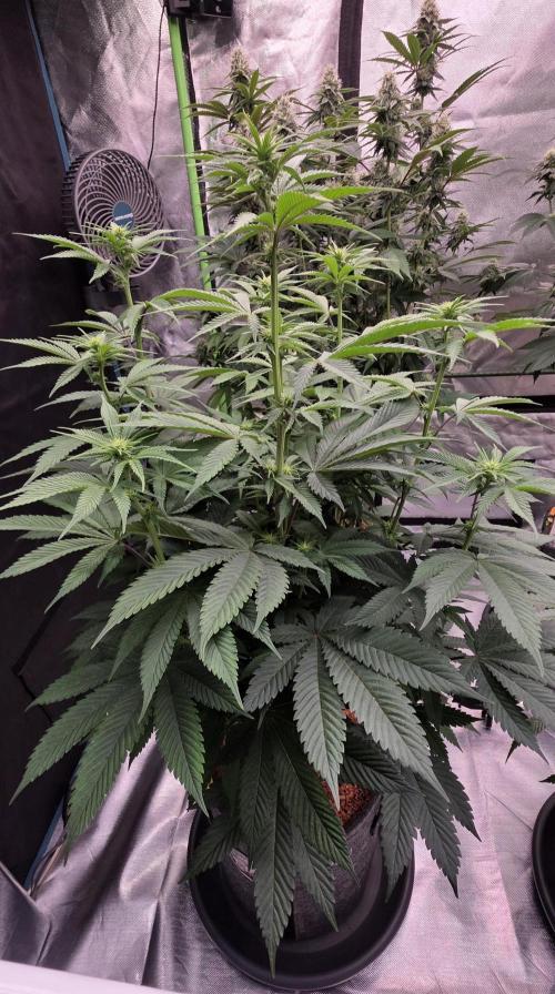 Permanent Marker - Traphouse Genetics. Week 10
