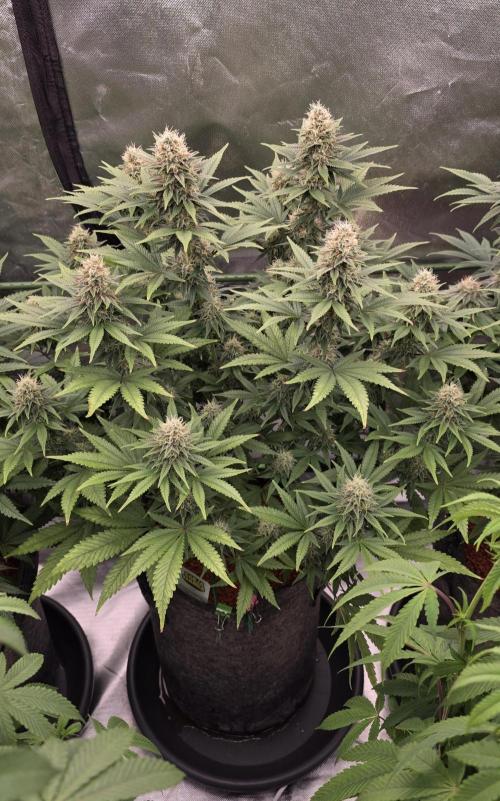 Amnesia Haze (B) Ganja Farmer. Week 13
