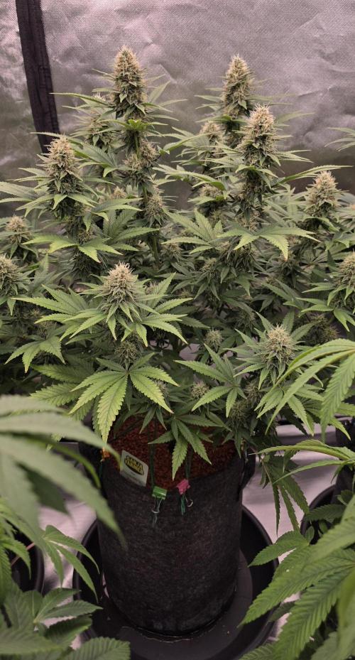 Amnesia Haze (B) Ganja Farmer. Week 13
