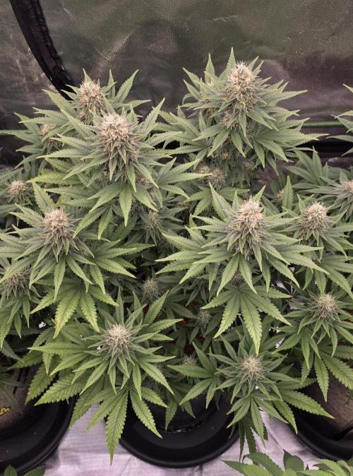 Amnesia Haze (B) Ganja Farmer. Week 13