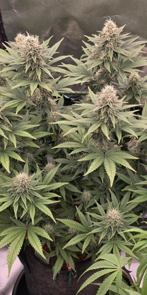 Amnesia Haze (B) Ganja Farmer. Week 13