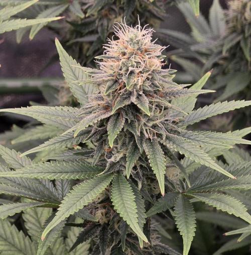 Amnesia Haze (B) Ganja Farmer. Week 13