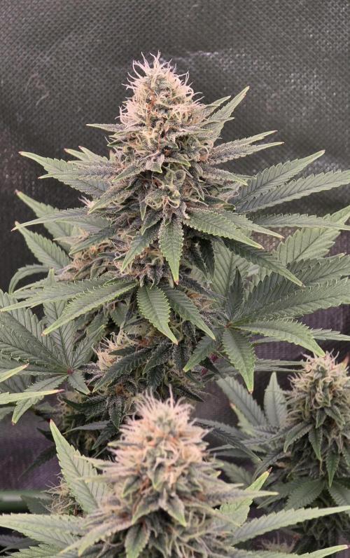 Amnesia Haze (B) Ganja Farmer. Week 13