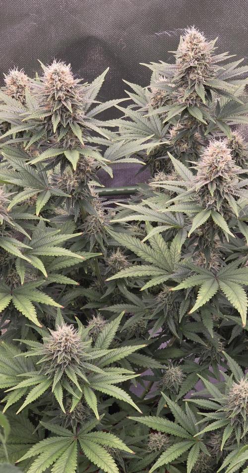 Amnesia Haze (B) Ganja Farmer. Week 13