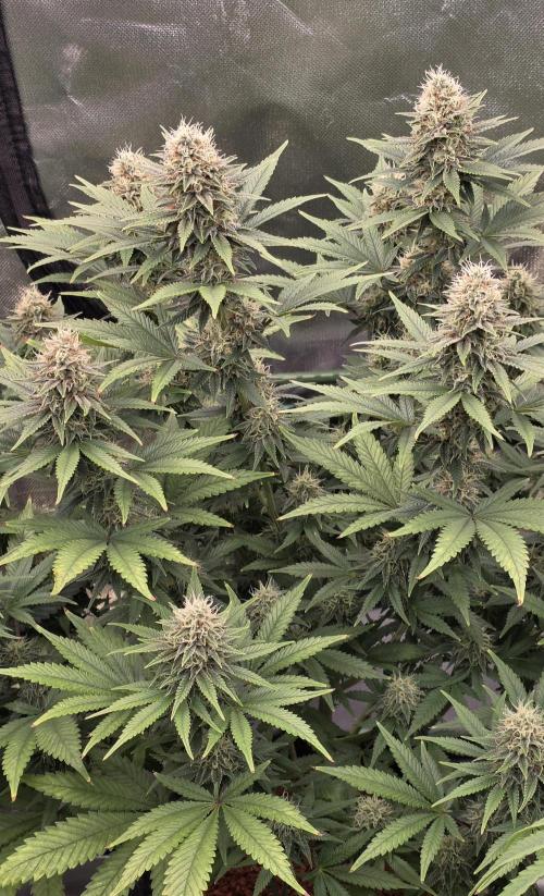 Amnesia Haze (B) Ganja Farmer. Week 13