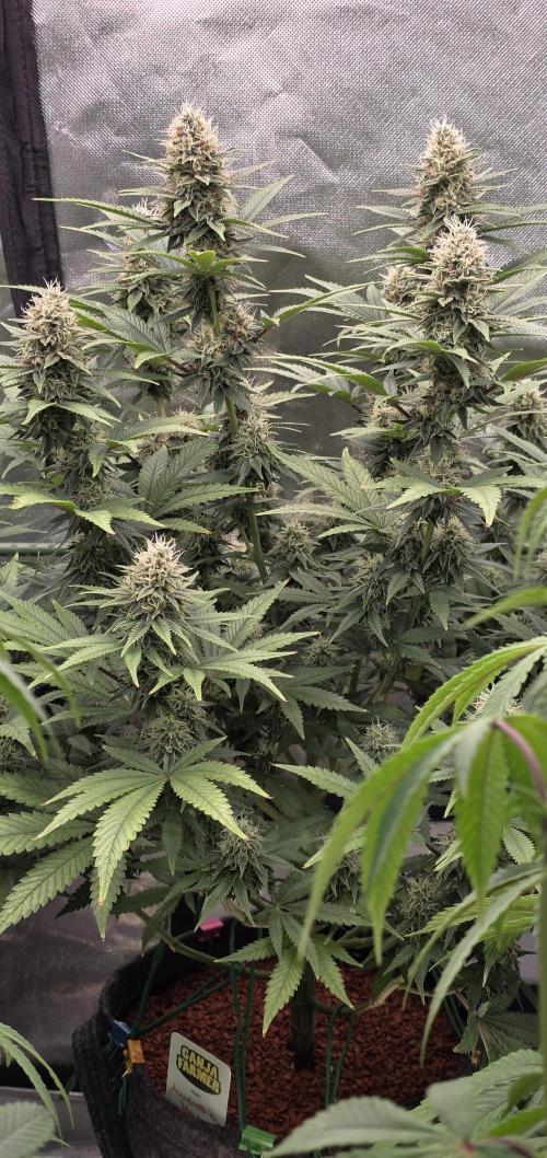 Amnesia Haze (B) Ganja Farmer. Week 13