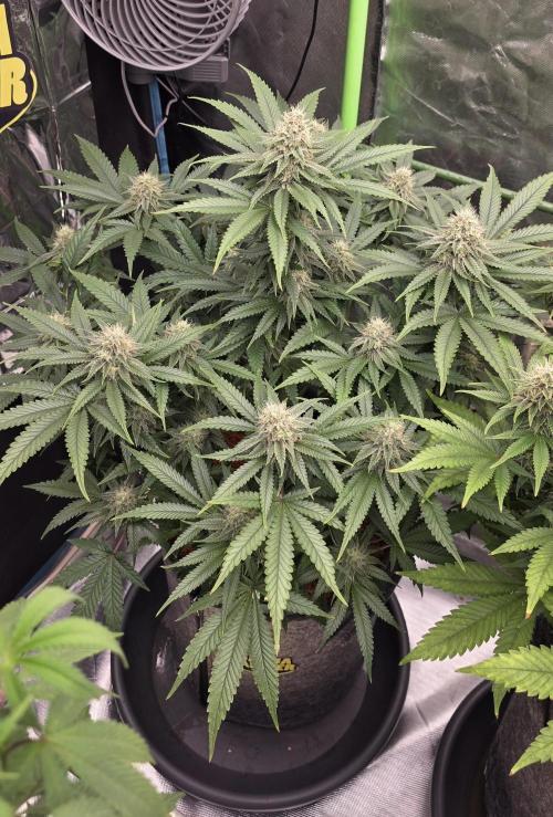 Amnesia Haze (B) Ganja Farmer. Week 13
