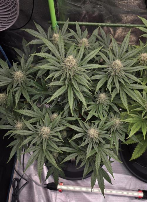 Amnesia Haze (B) Ganja Farmer. Week 13