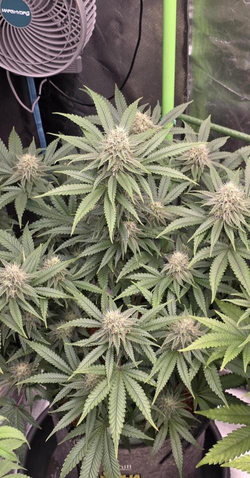 Amnesia Haze (B) Ganja Farmer. Week 13