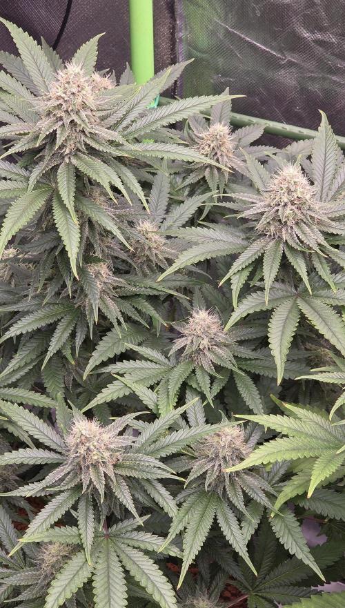 Amnesia Haze (B) Ganja Farmer. Week 13