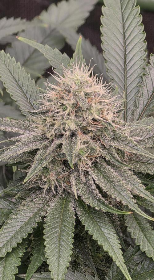 Amnesia Haze (B) Ganja Farmer. Week 13