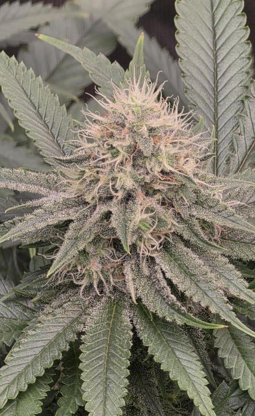 Amnesia Haze (B) Ganja Farmer. Week 13