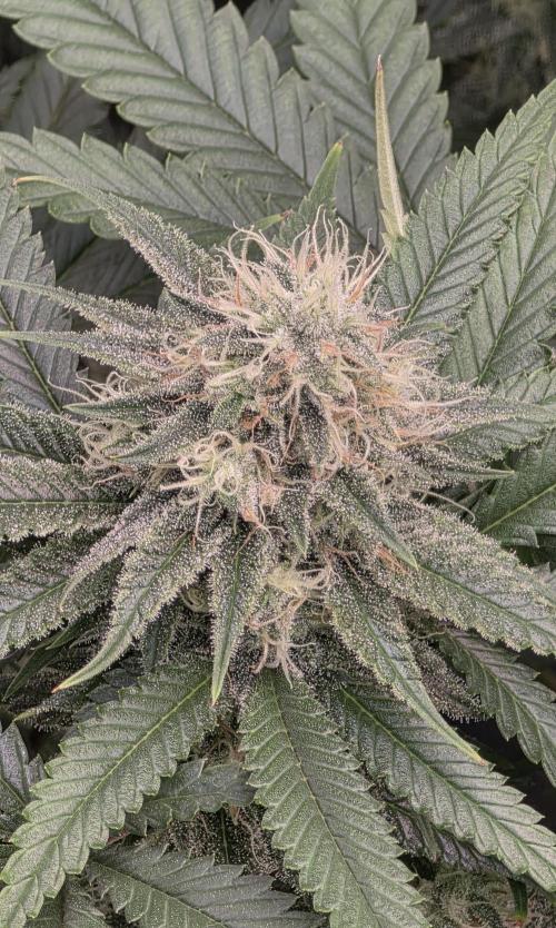 Amnesia Haze (B) Ganja Farmer. Week 13
