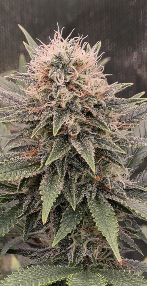 Amnesia Haze (B) Ganja Farmer. Week 13