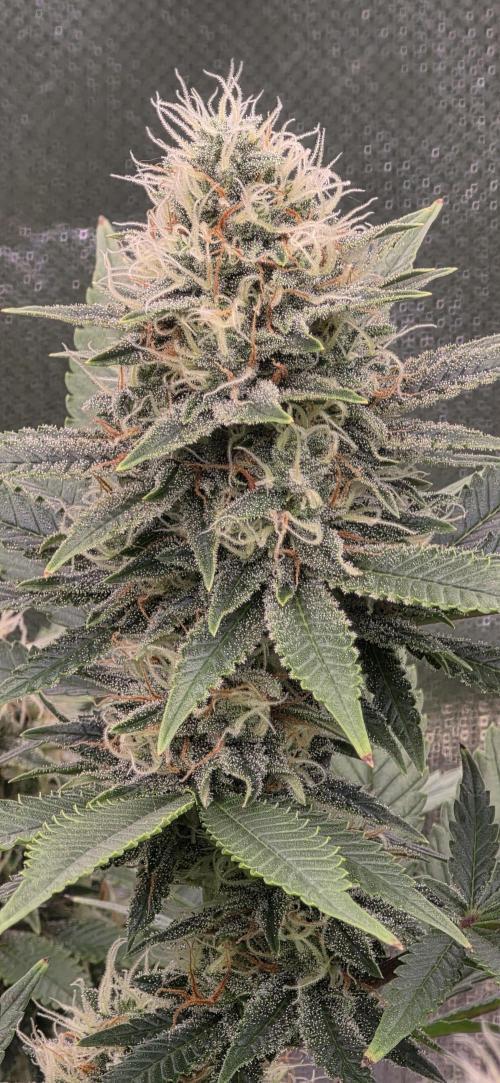 Amnesia Haze (B) Ganja Farmer. Week 13