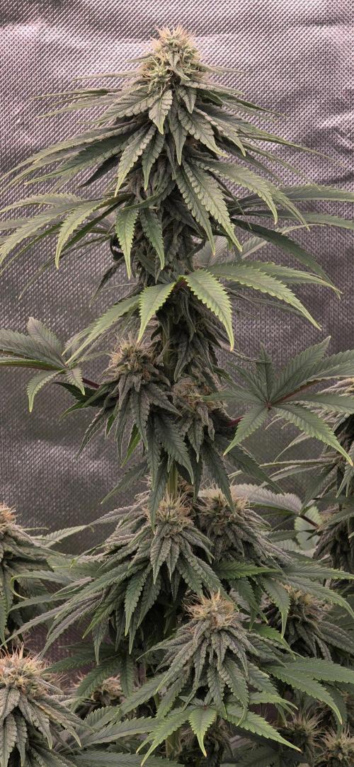 Amnesia Haze (B) Ganja Farmer. Week 13