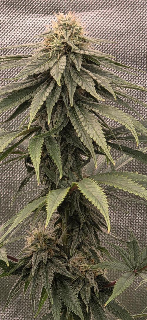 Amnesia Haze (B) Ganja Farmer. Week 13