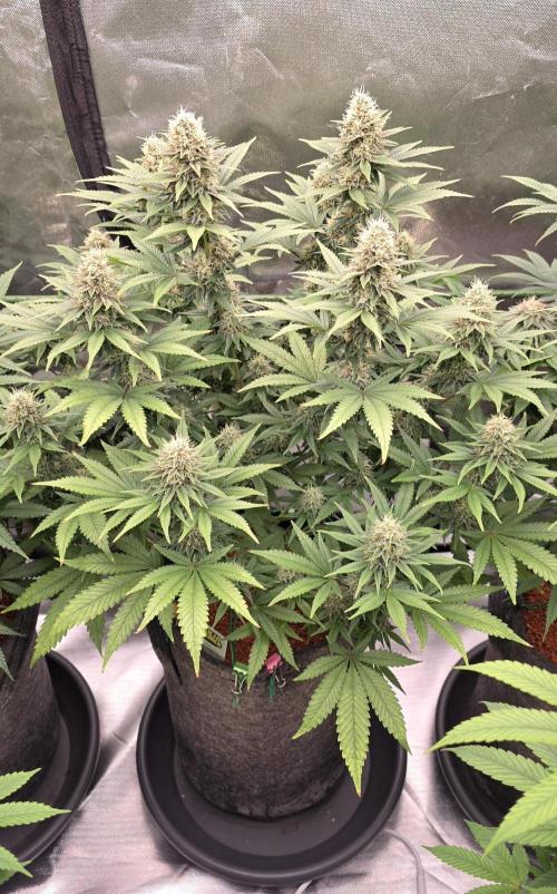 Amnesia Haze (B) Ganja Farmer. Week 13