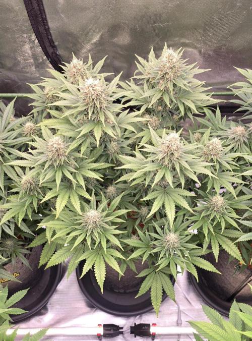 Amnesia Haze (B) Ganja Farmer. Week 13