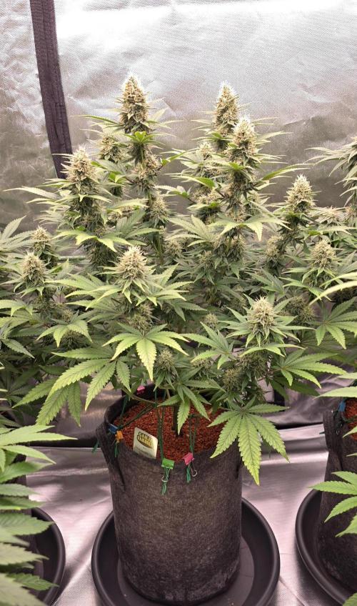 Amnesia Haze (B) Ganja Farmer. Week 13