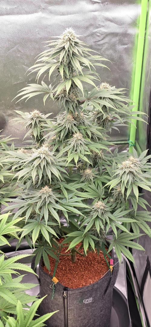 Amnesia Haze (B) Ganja Farmer. Week 13