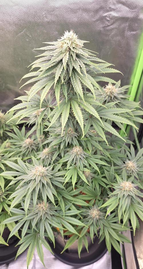 Amnesia Haze (B) Ganja Farmer. Week 13