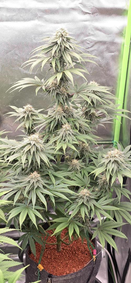 Amnesia Haze (B) Ganja Farmer. Week 13