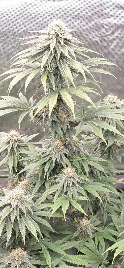 Amnesia Haze (B) Ganja Farmer. Week 13