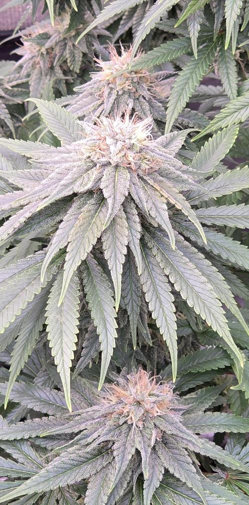 Amnesia Haze (B) Ganja Farmer. Week 13