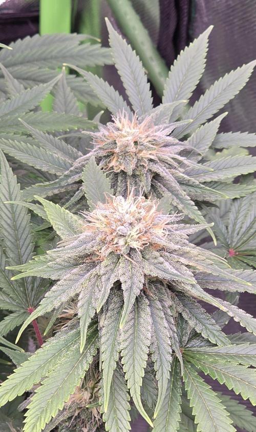 Amnesia Haze (B) Ganja Farmer. Week 13