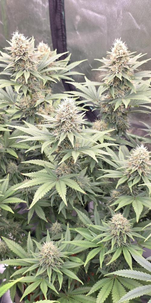 Amnesia Haze (B) Ganja Farmer. Week 13