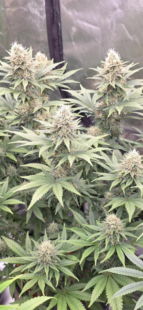 Amnesia Haze (B) Ganja Farmer. Week 13