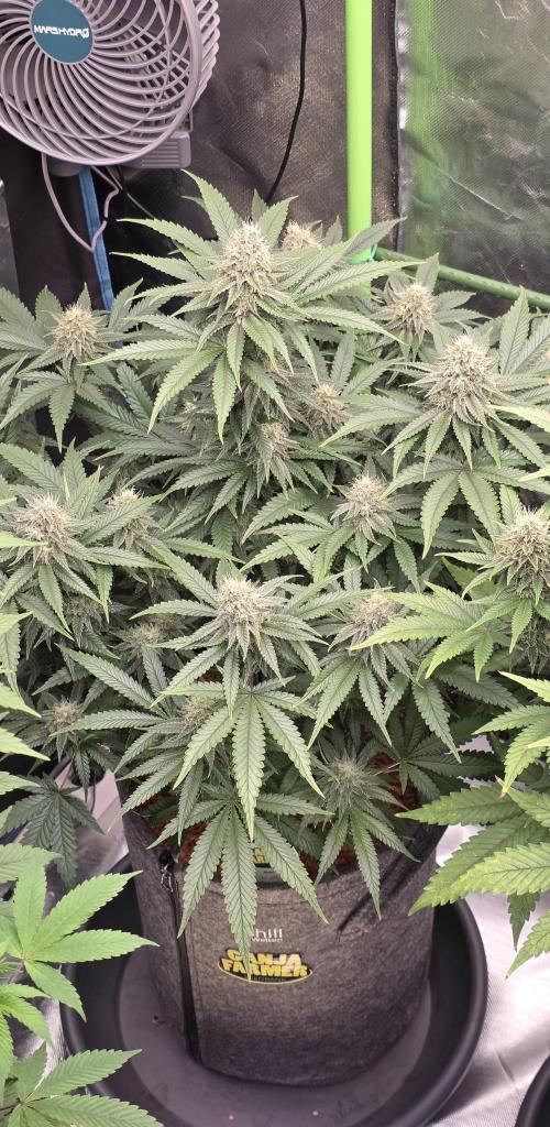 Amnesia Haze (B) Ganja Farmer. Week 13