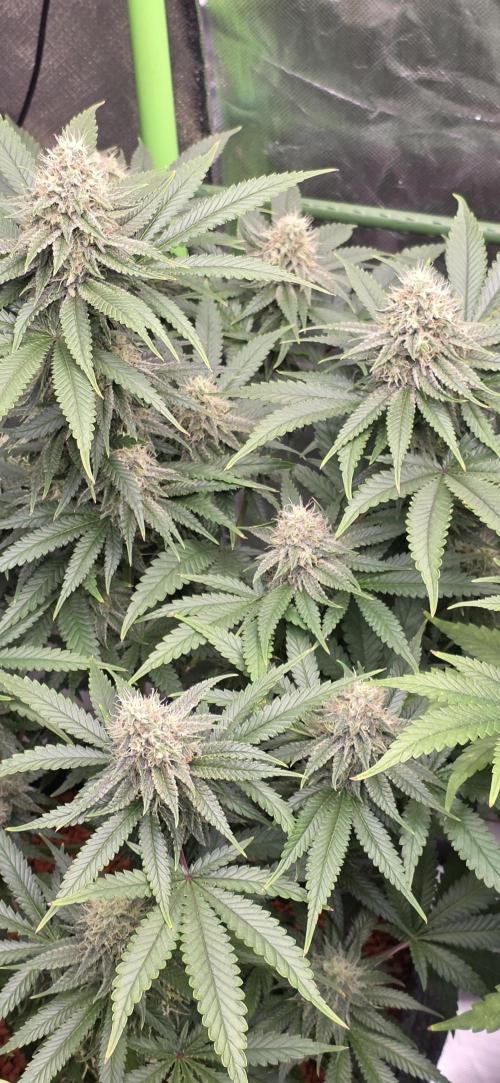 Amnesia Haze (B) Ganja Farmer. Week 13