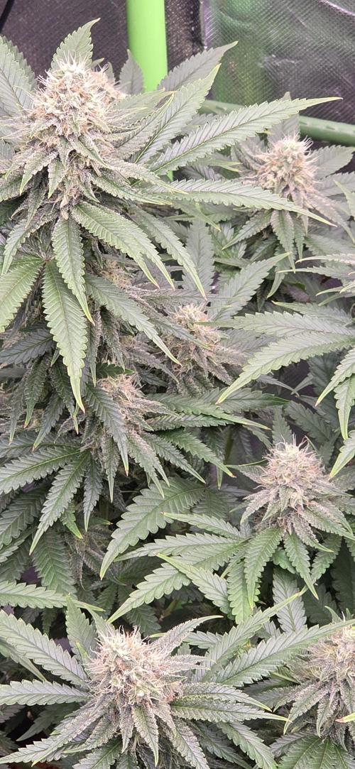 Amnesia Haze (B) Ganja Farmer. Week 13