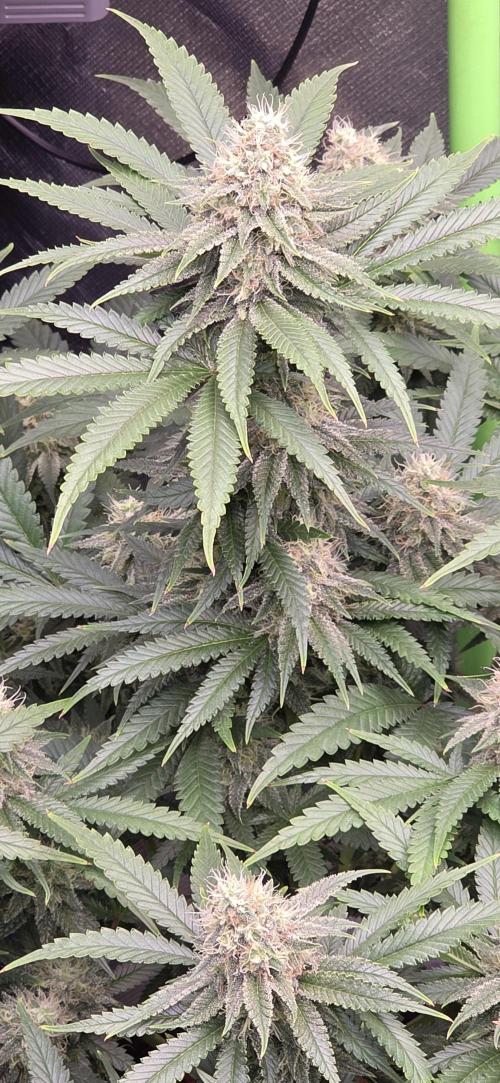 Amnesia Haze (B) Ganja Farmer. Week 13