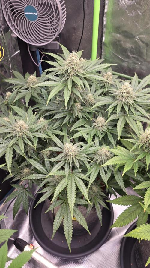 Amnesia Haze (B) Ganja Farmer. Week 13
