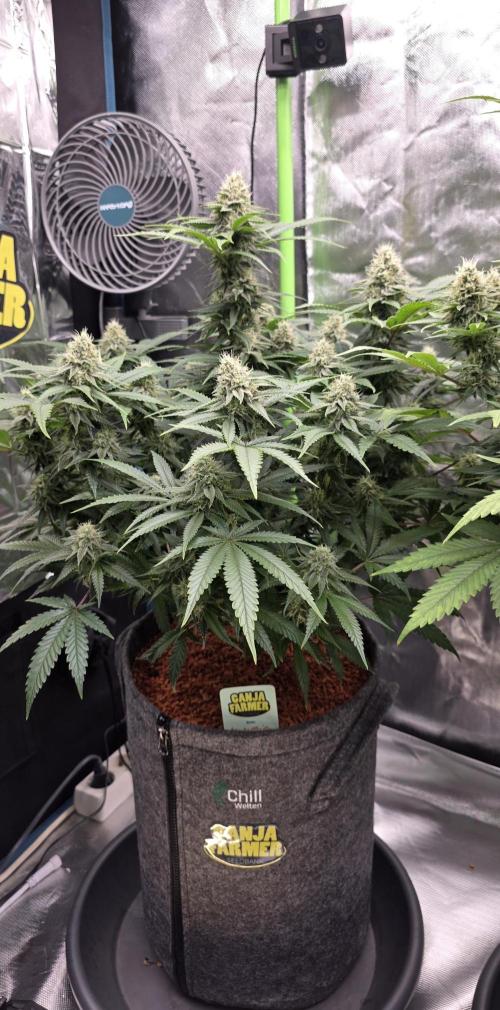 Amnesia Haze (B) Ganja Farmer. Week 13