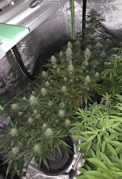 Amnesia Haze (B) Ganja Farmer. Week 13