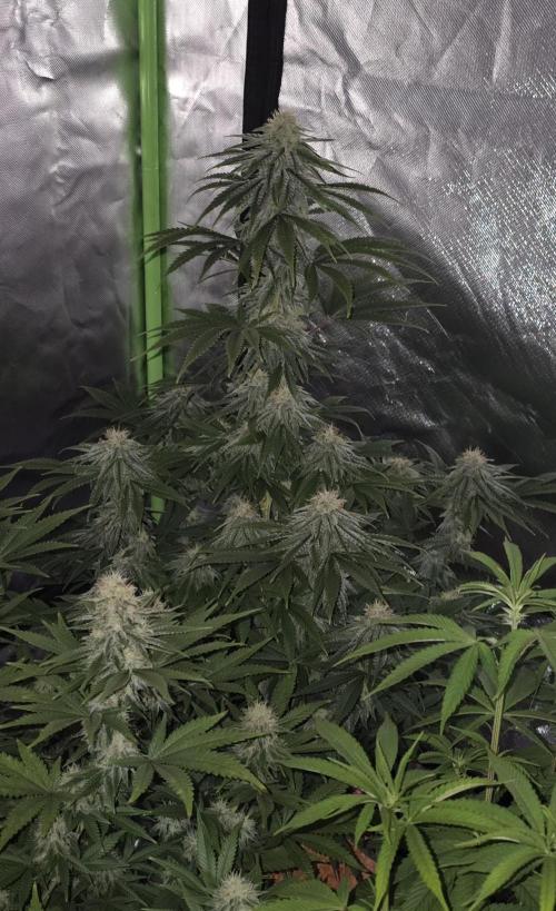 Amnesia Haze (B) Ganja Farmer. Week 13