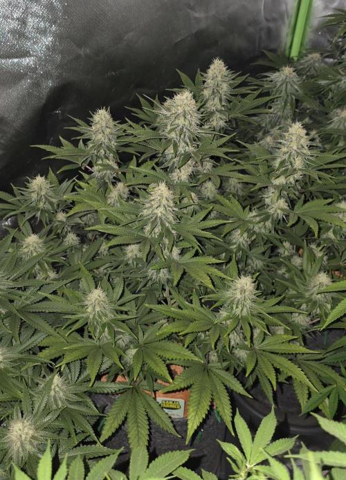 Amnesia Haze (B) Ganja Farmer. Week 13