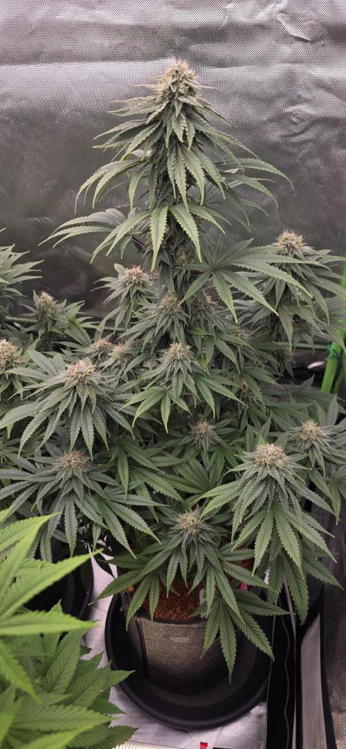 Amnesia Haze (B) Ganja Farmer. Week 14