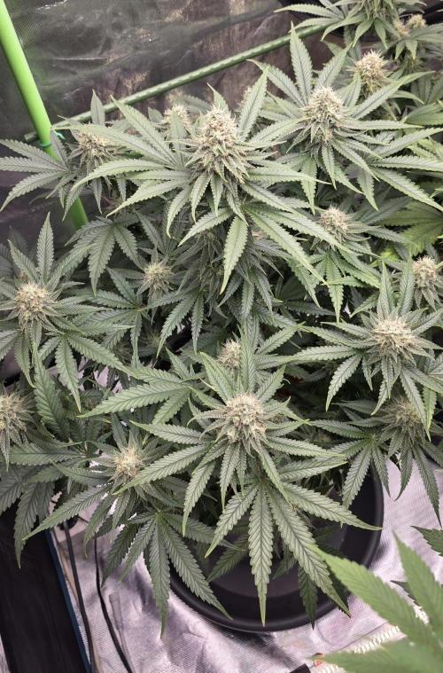 Amnesia Haze (B) Ganja Farmer. Week 14
