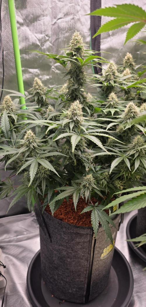 Amnesia Haze (B) Ganja Farmer. Week 14