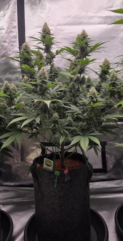 Amnesia Haze (B) Ganja Farmer. Week 14
