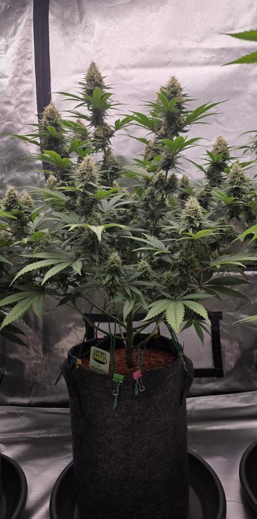 Amnesia Haze (B) Ganja Farmer. Week 14